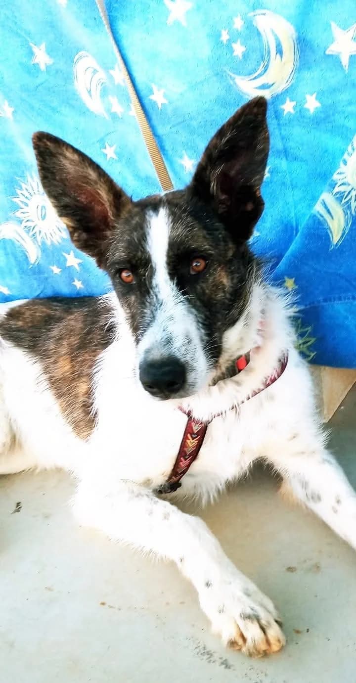 Colet –, puppy Mixed Breed for adoption at Tierschutzverein ARCA e.V., Gernsbach