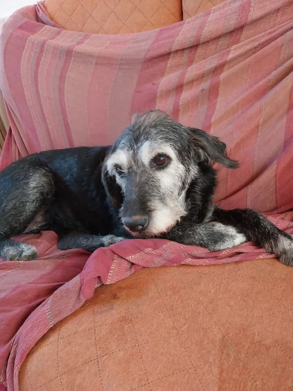 Abu –, senior Mixed Breed for adoption at Tierschutzverein ARCA e.V., Gernsbach