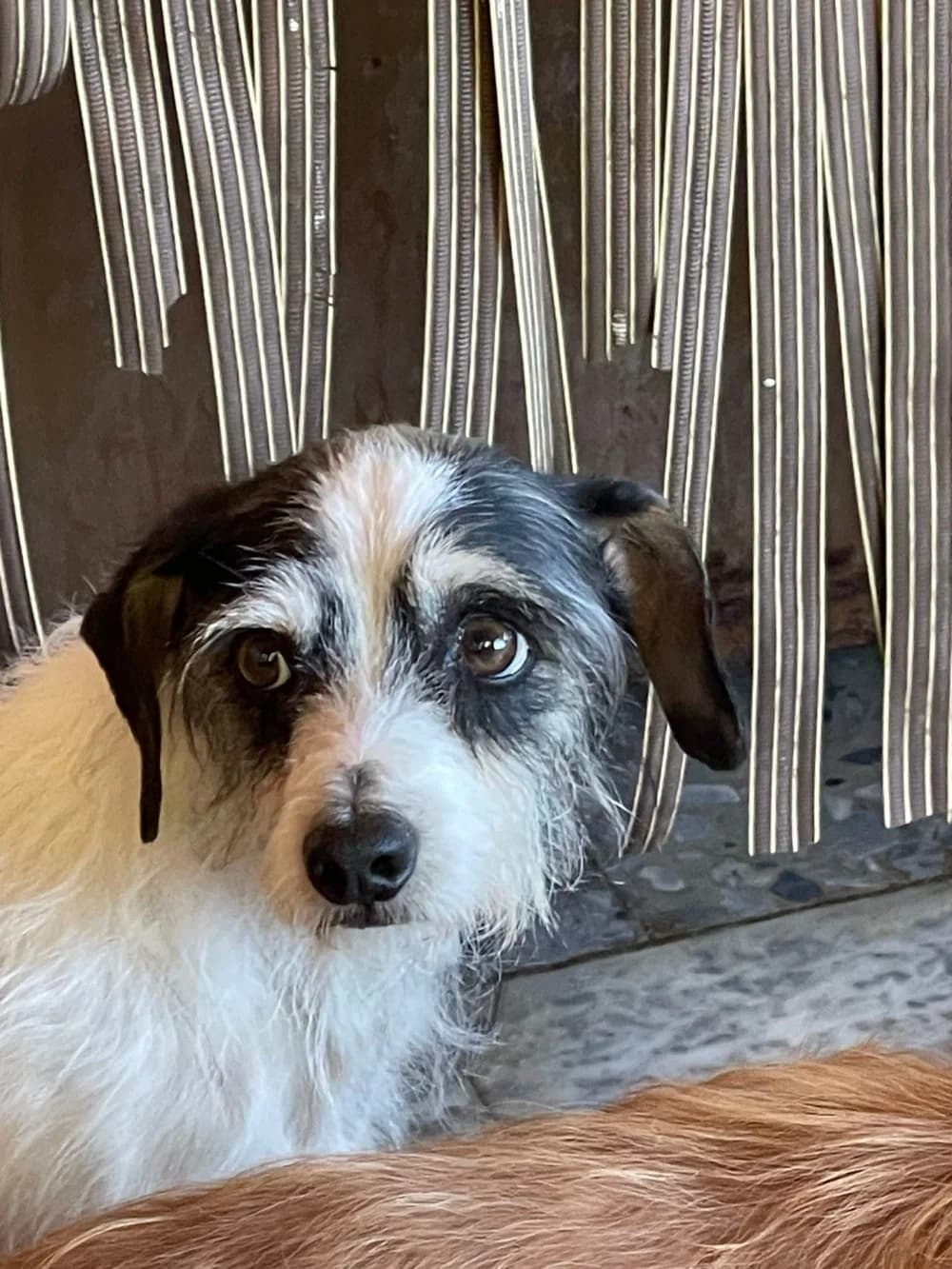 Tintin –, senior Mixed Breed for adoption at Tierschutzverein ARCA e.V., Gernsbach