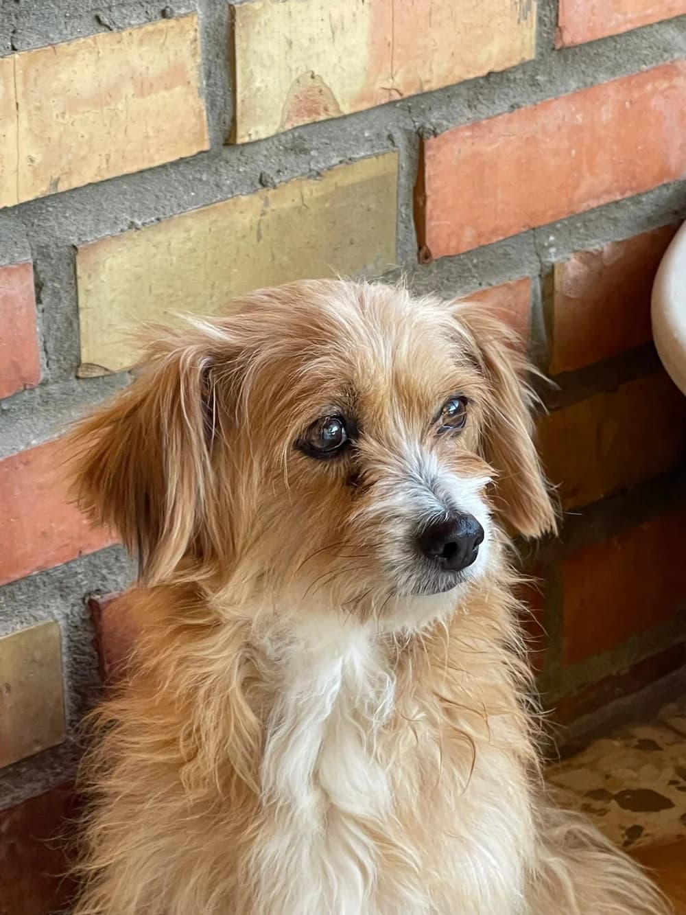 Susi –, senior Mixed Breed for adoption at Tierschutzverein ARCA e.V., Gernsbach