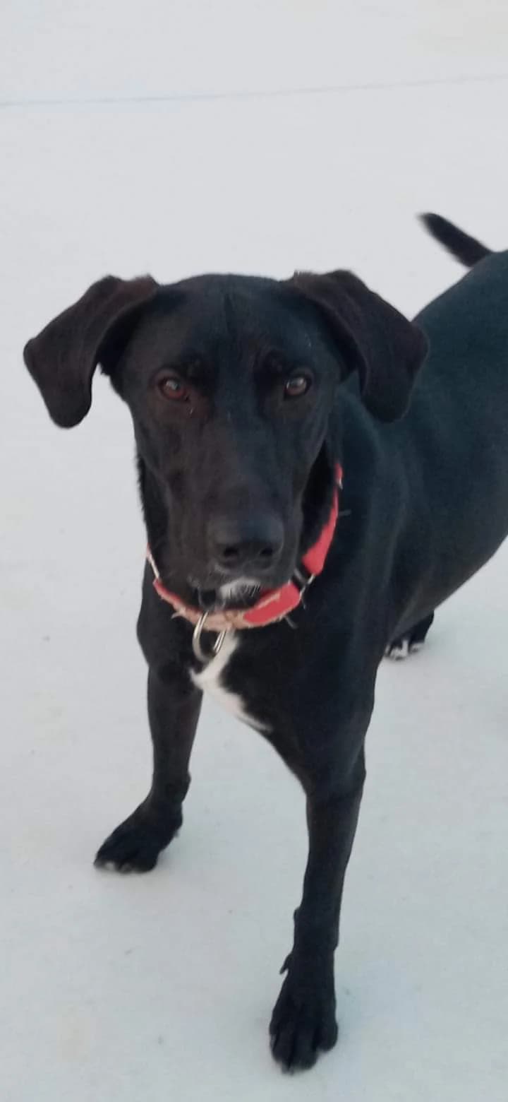 Dobby –, male puppy Mixed Breed for adoption at Tierschutzverein ARCA e.V., Gernsbach