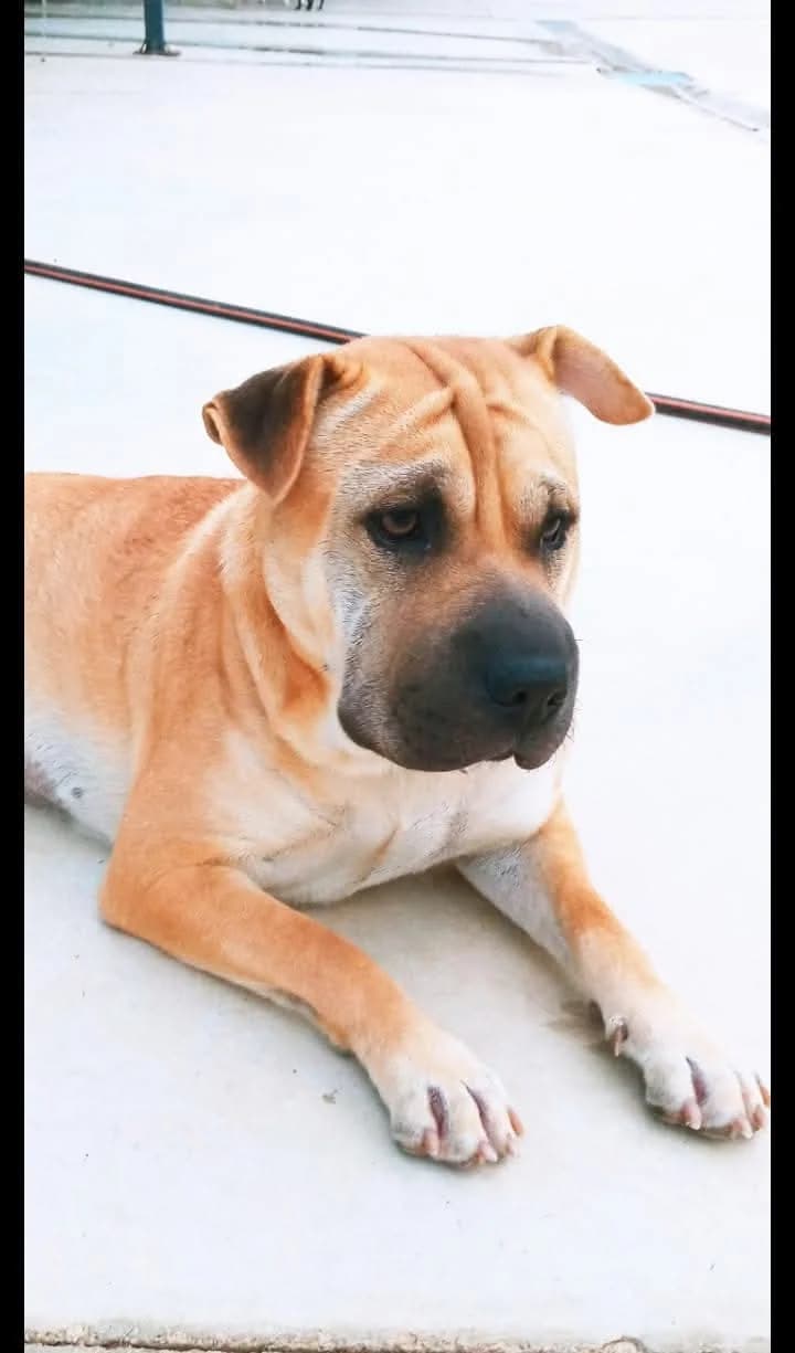 Habana –, female Mixed Breed for adoption at Tierschutzverein ARCA e.V., Gernsbach