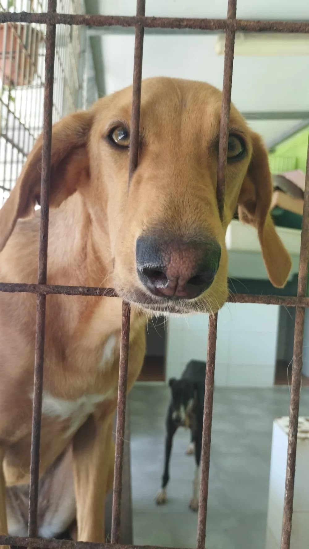 Jana –, female 3yo Mixed Breed for adoption at Tierschutzverein ARCA e.V., Gernsbach