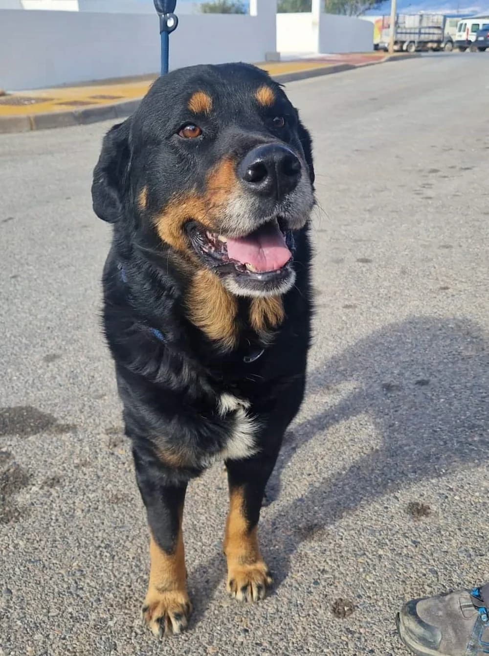 Balu –, male 3yo Mixed Breed for adoption at Tierschutzverein ARCA e.V., Gernsbach