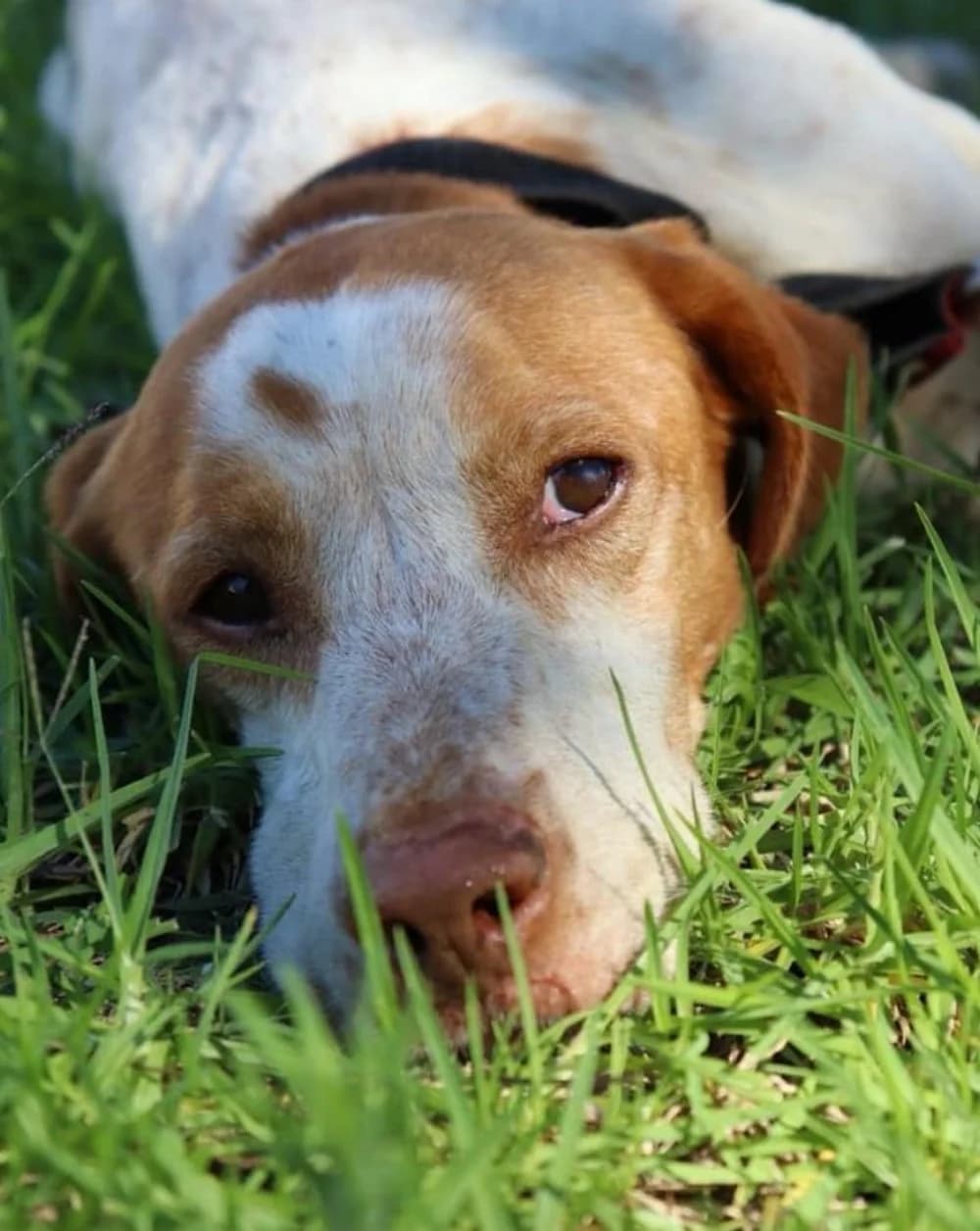Elliot –, male Mixed Breed for adoption at Tierschutzverein ARCA e.V., Gernsbach