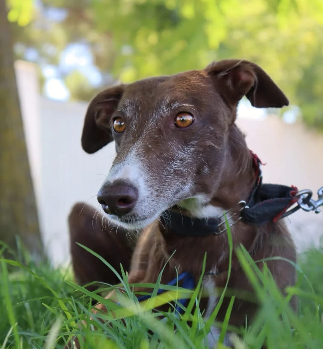 Pit –, schoko male Mixed Breed for adoption at Tierschutzverein ARCA e.V., Gernsbach