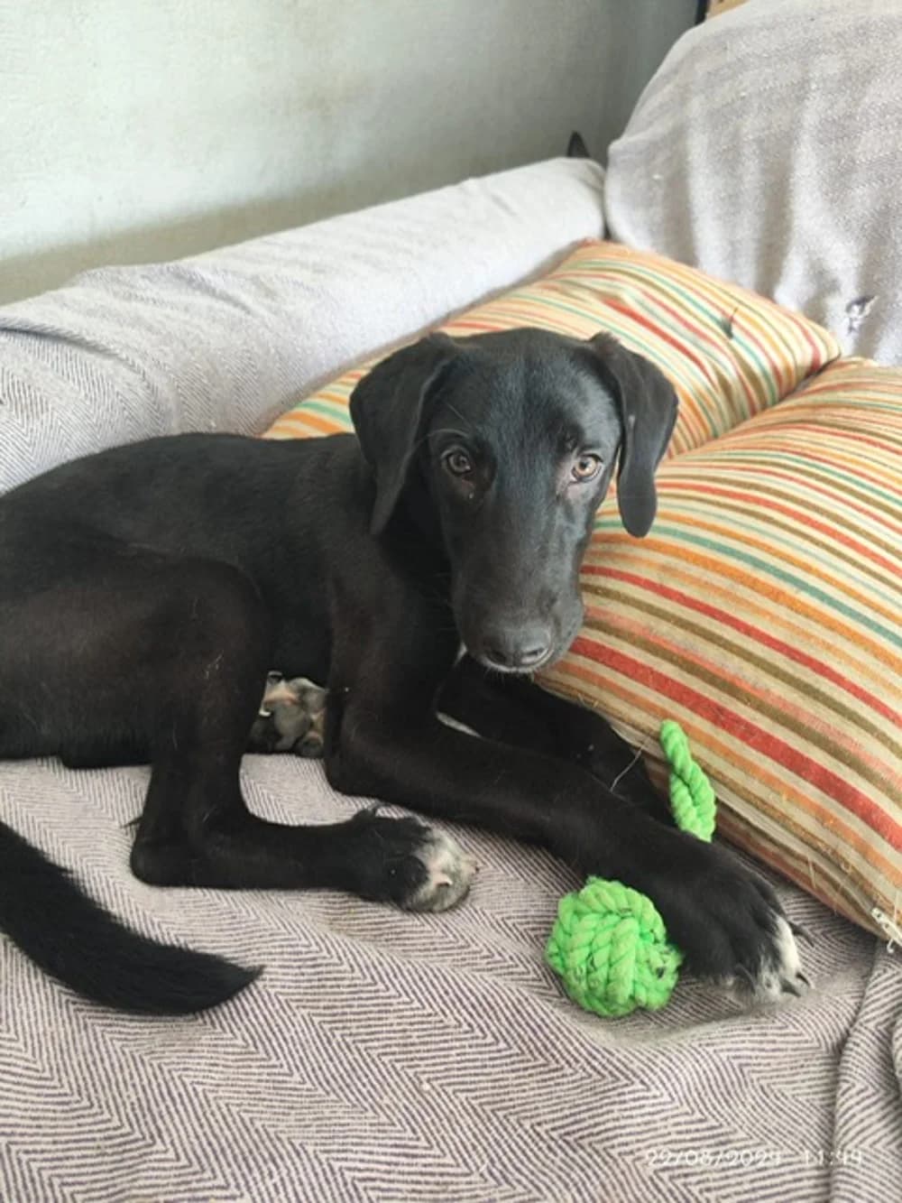 Khole –, male puppy Mixed Breed for adoption at Tierschutzverein ARCA e.V., Gernsbach