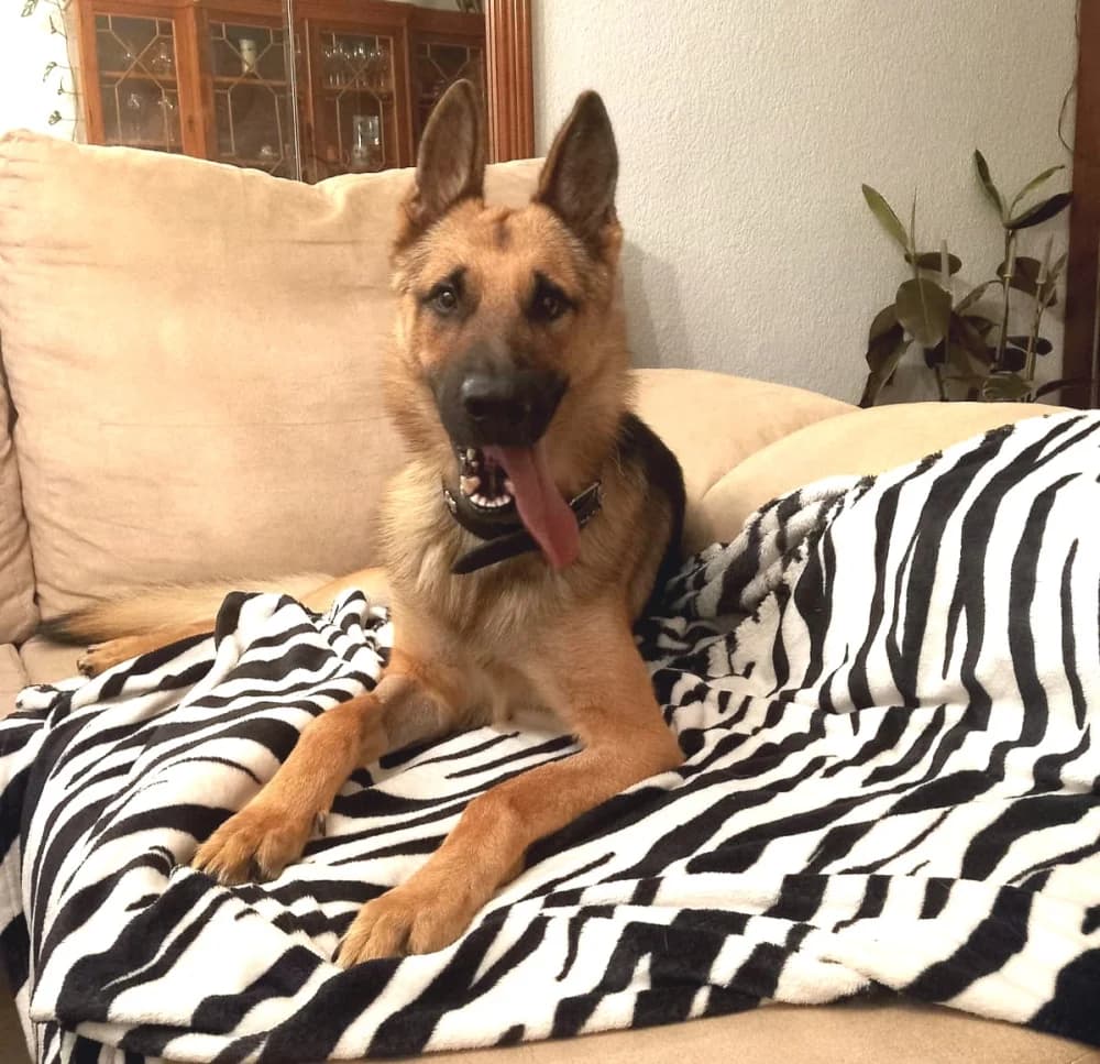 Tommy –, male young Mixed Breed for adoption at Tierschutzverein ARCA e.V., Gernsbach