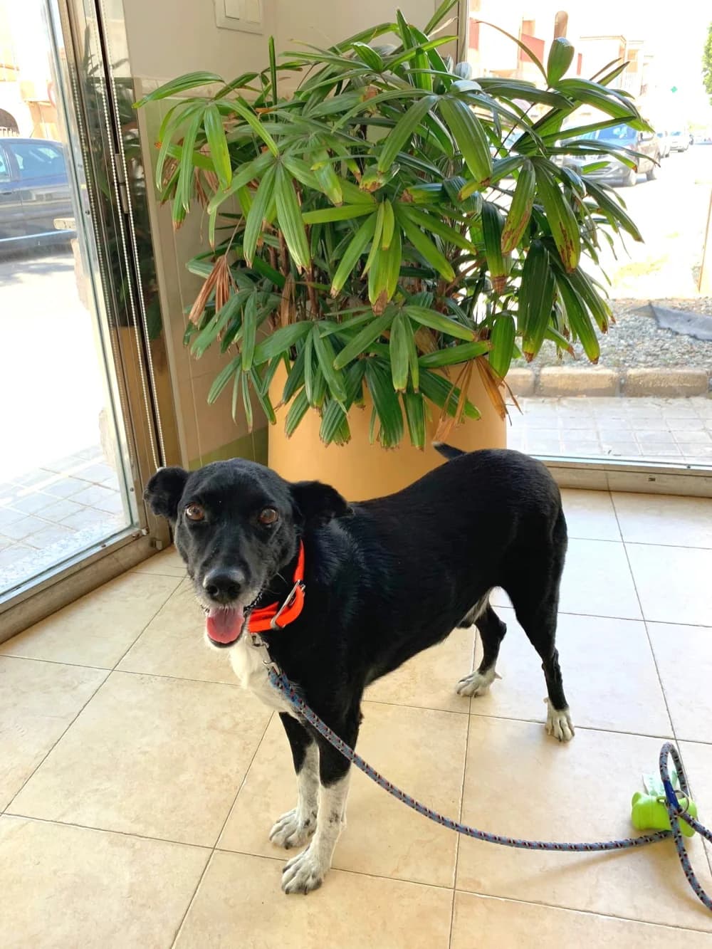 Kiko –, male 5yo Mixed Breed for adoption at Tierschutzverein ARCA e.V., Gernsbach