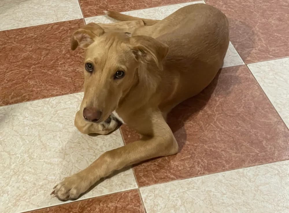 Rio –, young Mixed Breed for adoption at Tierschutzverein ARCA e.V., Gernsbach