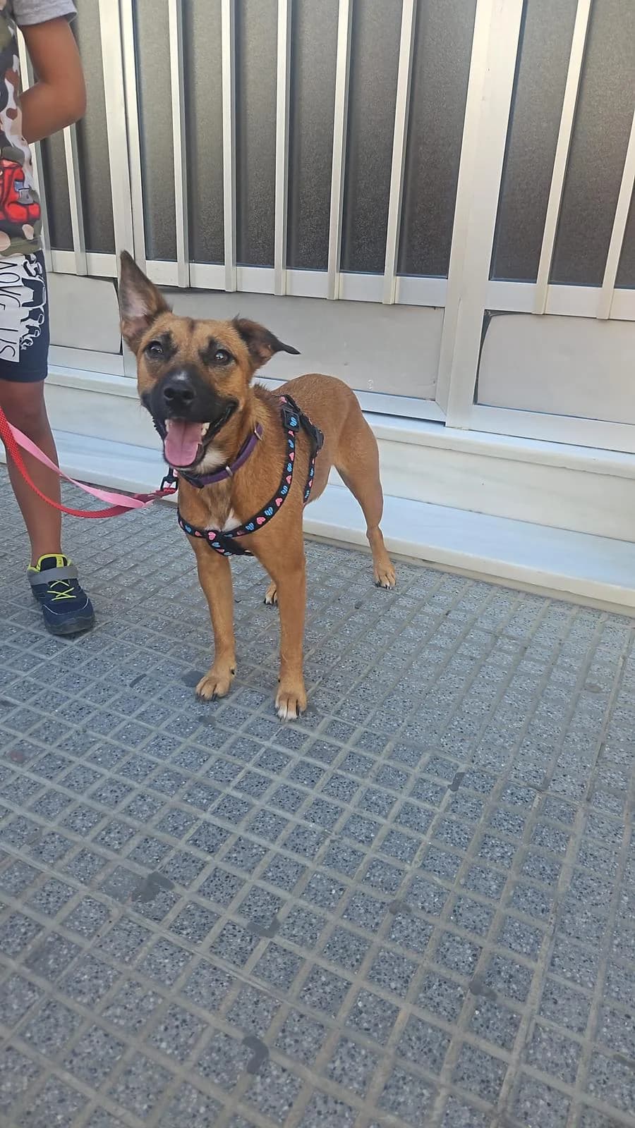 Trini –, female young Mixed Breed for adoption at Tierschutzverein ARCA e.V., Gernsbach