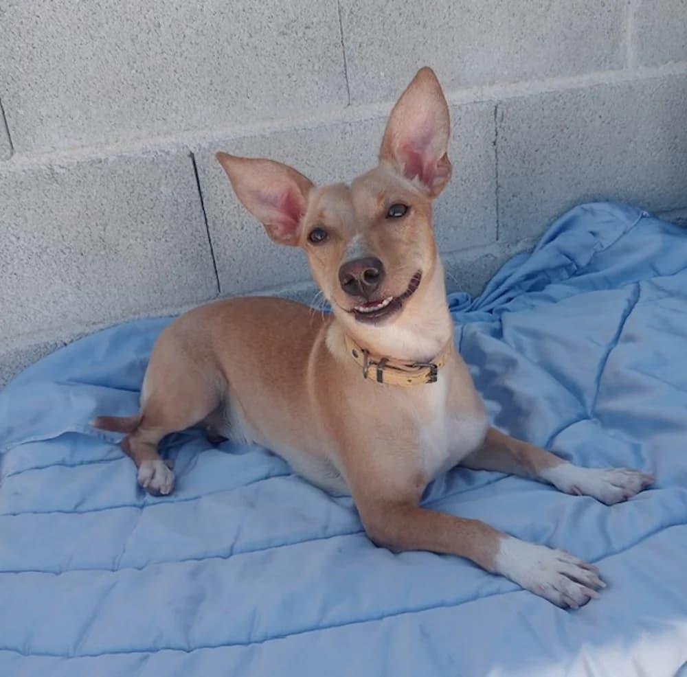 Betty –, female 3yo Mixed Breed for adoption at Tierschutzverein ARCA e.V., Gernsbach