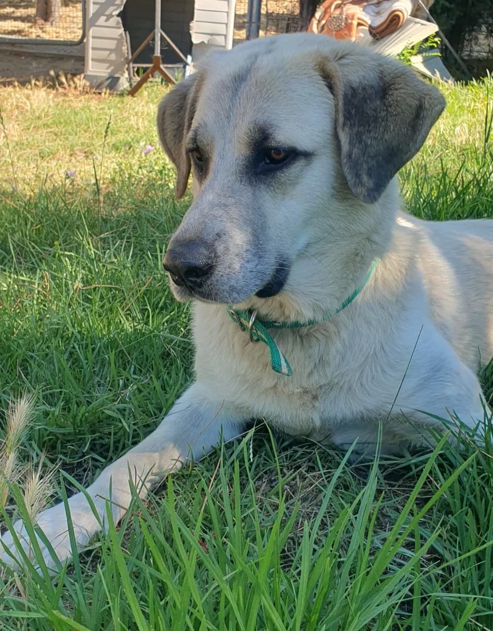 Duque –, male puppy Mixed Breed for adoption at Tierschutzverein ARCA e.V., Gernsbach