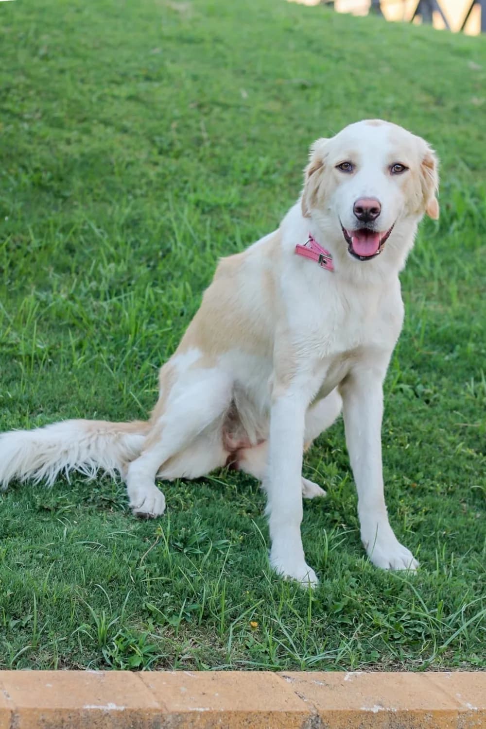 Indi –, weiß female Mixed Breed for adoption at Tierschutzverein ARCA e.V., Gernsbach