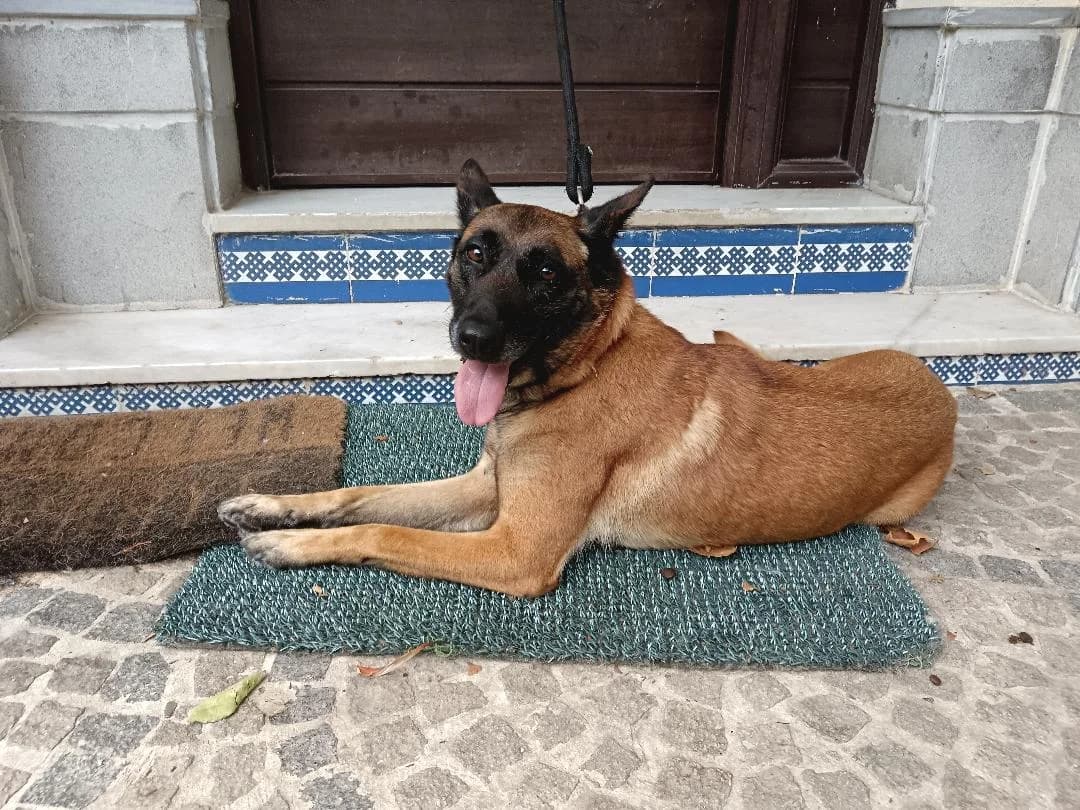 Lola –, female Mixed Breed for adoption at Tierschutzverein ARCA e.V., Gernsbach