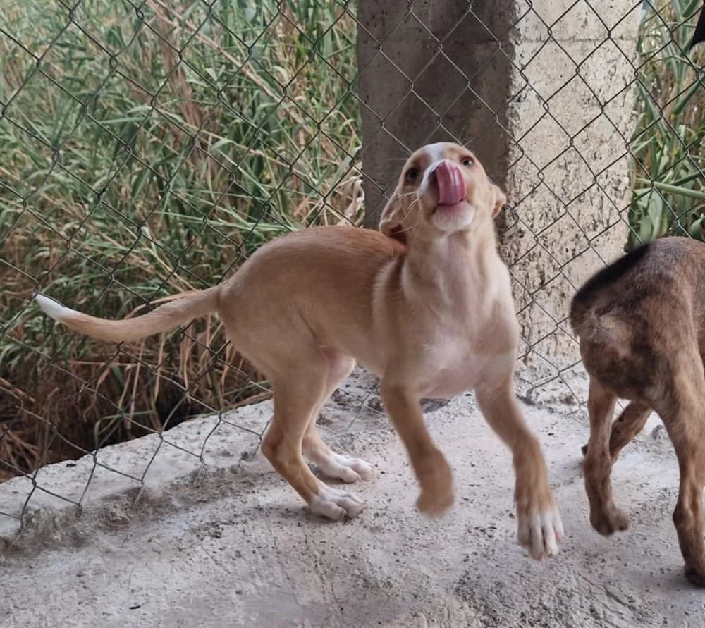 Amba –, puppy Mixed Breed for adoption at Tierschutzverein ARCA e.V., Gernsbach