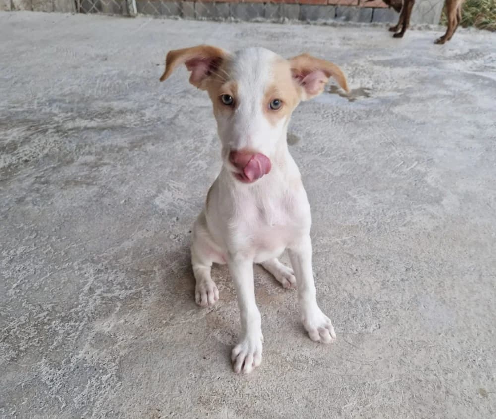Soley –, female young Mixed Breed for adoption at Tierschutzverein ARCA e.V., Gernsbach
