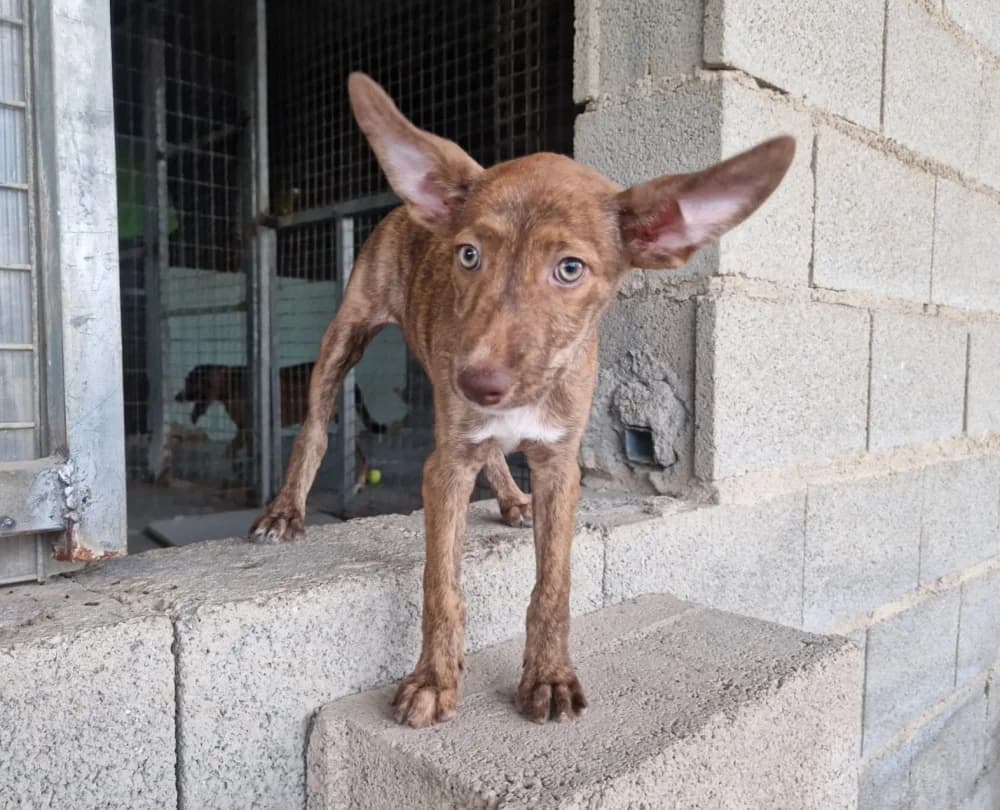 Smilla –, female young Mixed Breed for adoption at Tierschutzverein ARCA e.V., Gernsbach