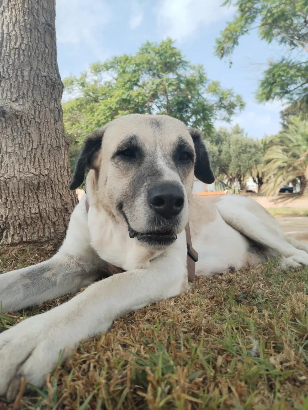 Cassandra –, female 5yo Mixed Breed for adoption at Tierschutzverein ARCA e.V., Gernsbach