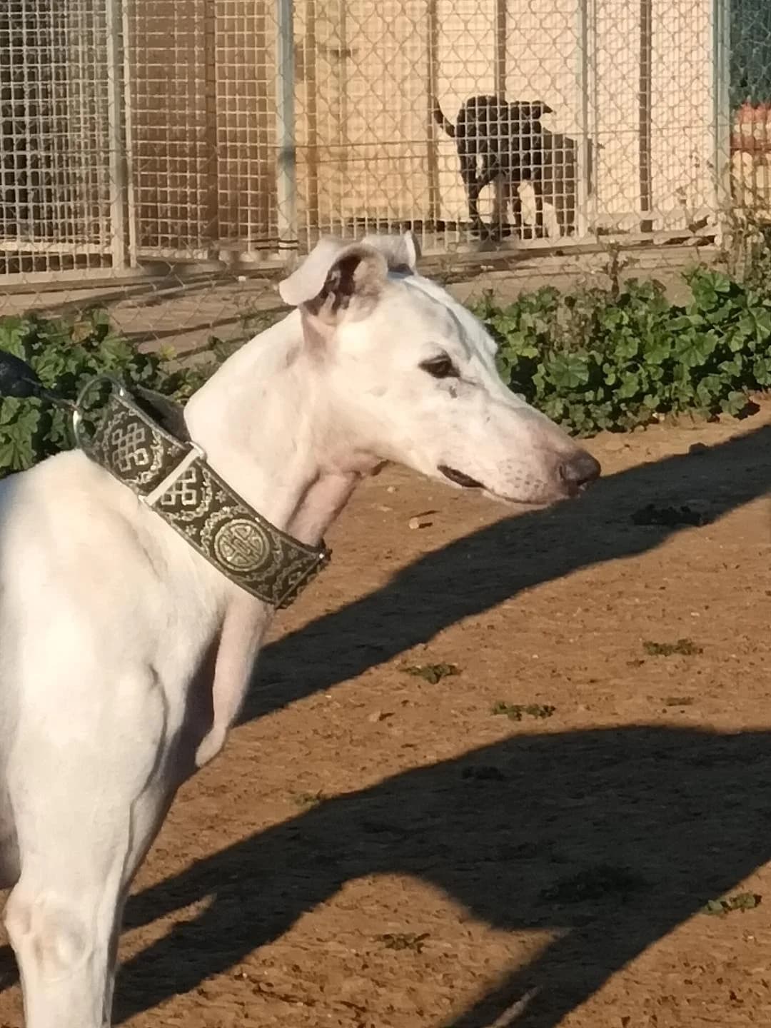 Horus – vermittelt, male senior Mixed Breed for adoption at Tierschutzverein ARCA e.V., Gernsbach