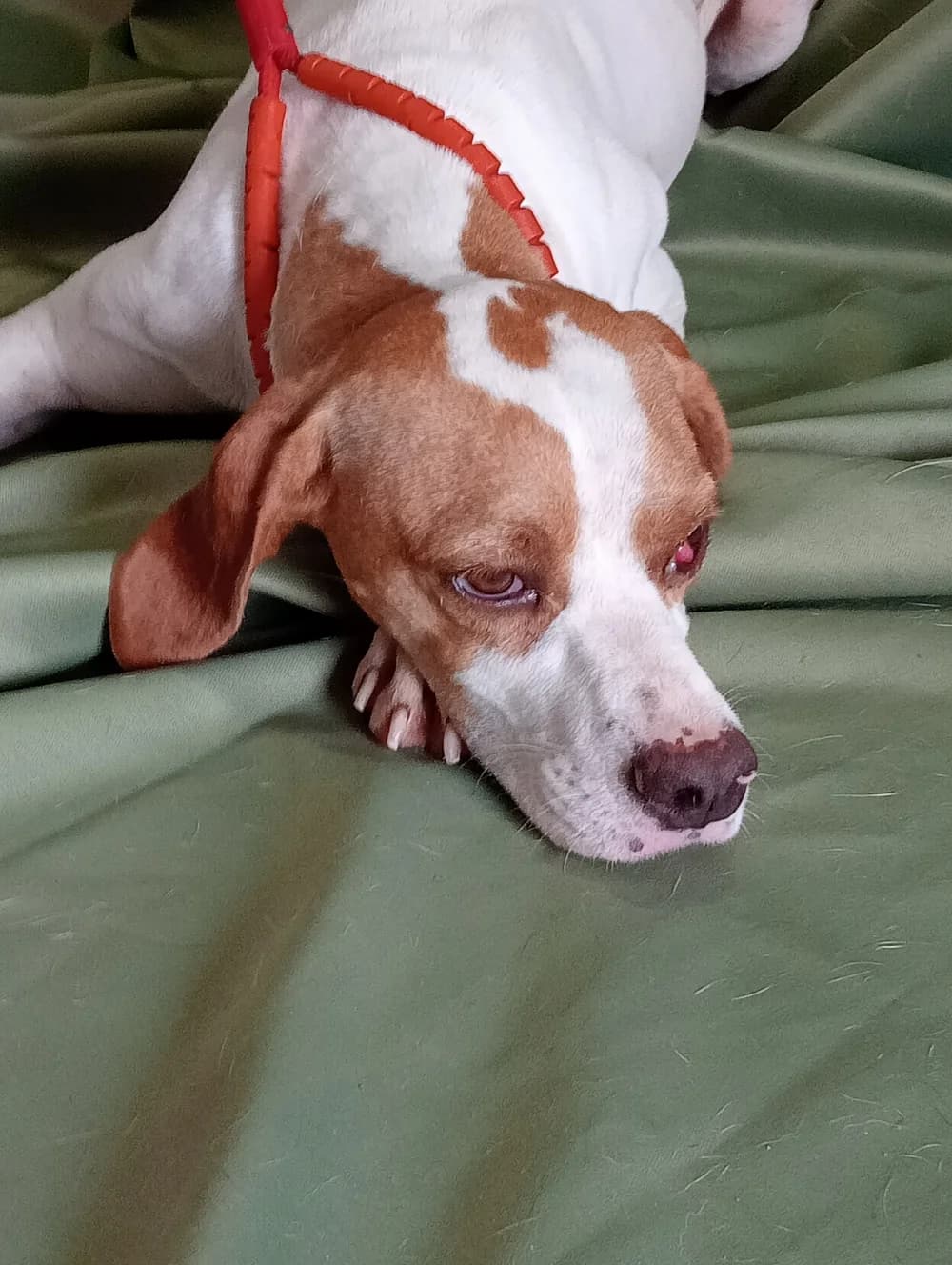 Xusa – vermittelt, female Mixed Breed for adoption at Tierschutzverein ARCA e.V., Gernsbach