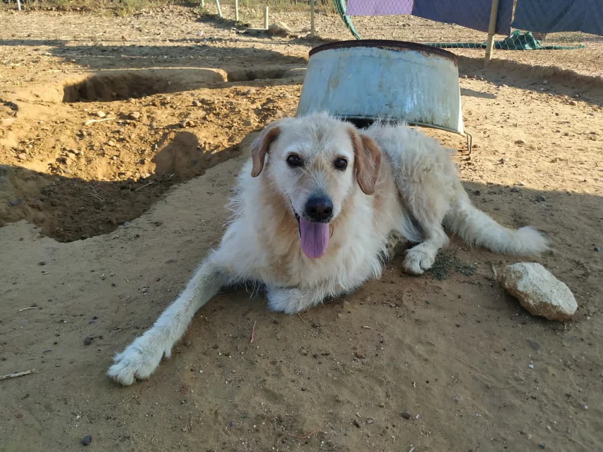 Otta, female senior Mixed Breed for adoption at Tierschutzverein ARCA e.V., Gernsbach