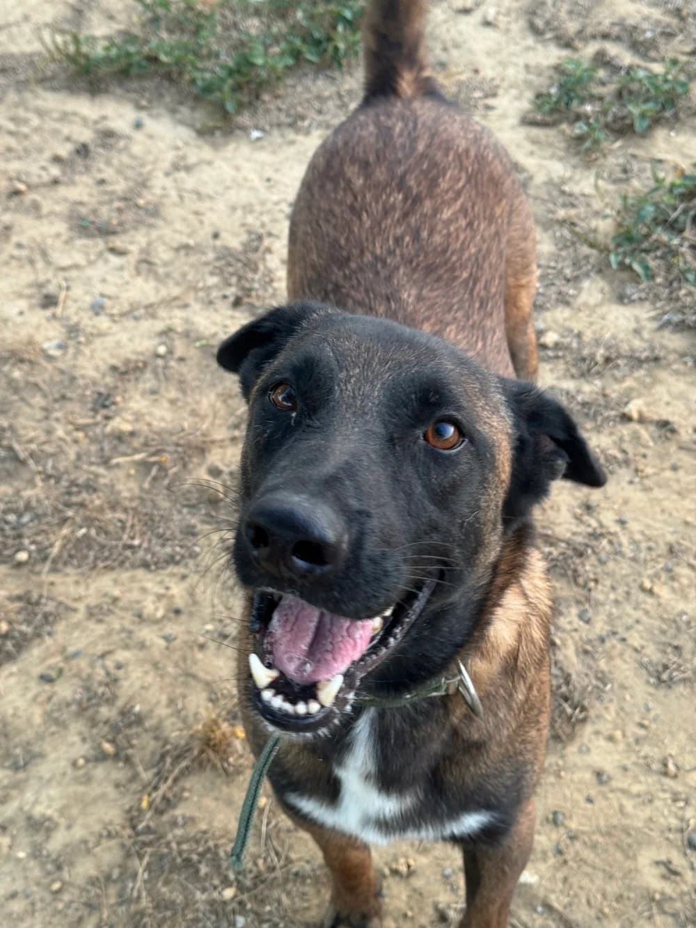 Bowie –, male Mixed Breed for adoption at Tierschutzverein ARCA e.V., Gernsbach