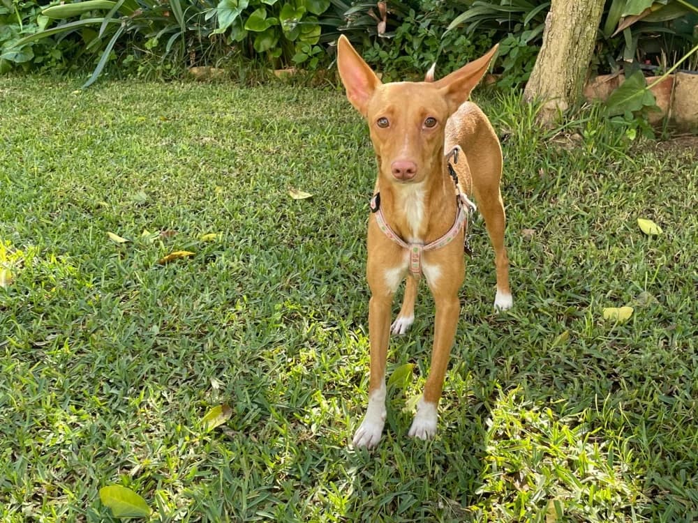 Lupita –, female Mixed Breed for adoption at Tierschutzverein ARCA e.V., Gernsbach