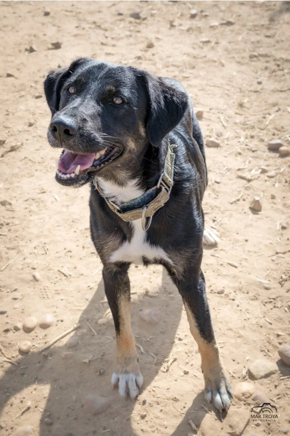 Iris –, female puppy Mixed Breed for adoption at Tierschutzverein ARCA e.V., Gernsbach