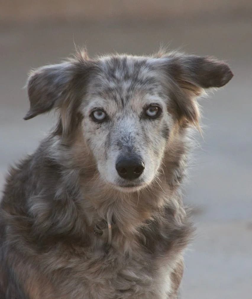 Arlina –, female senior Mixed Breed for adoption at Tierschutzverein ARCA e.V., Gernsbach