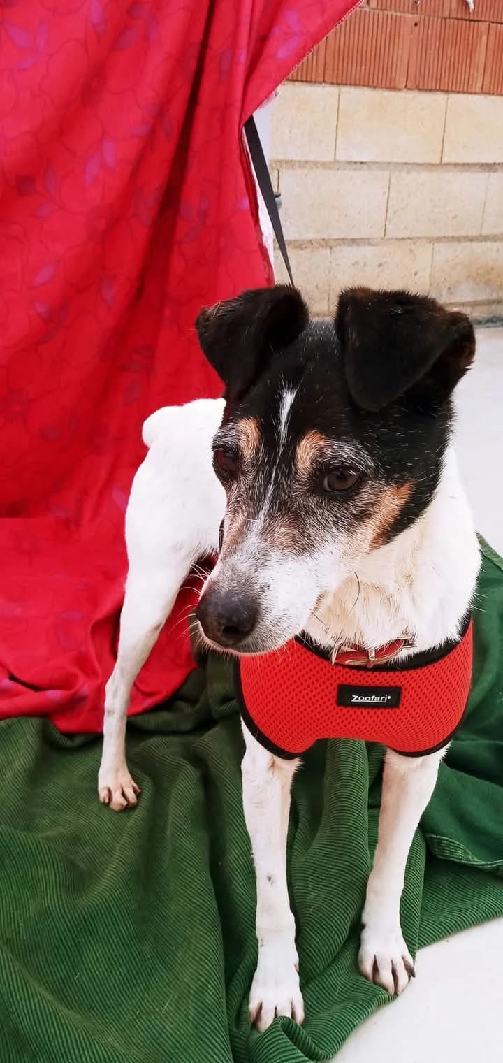 Otto –, senior Mixed Breed for adoption at Tierschutzverein ARCA e.V., Gernsbach
