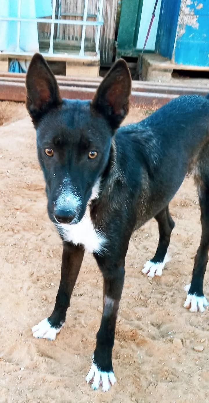 Eli –, weiß female Mixed Breed for adoption at Tierschutzverein ARCA e.V., Gernsbach