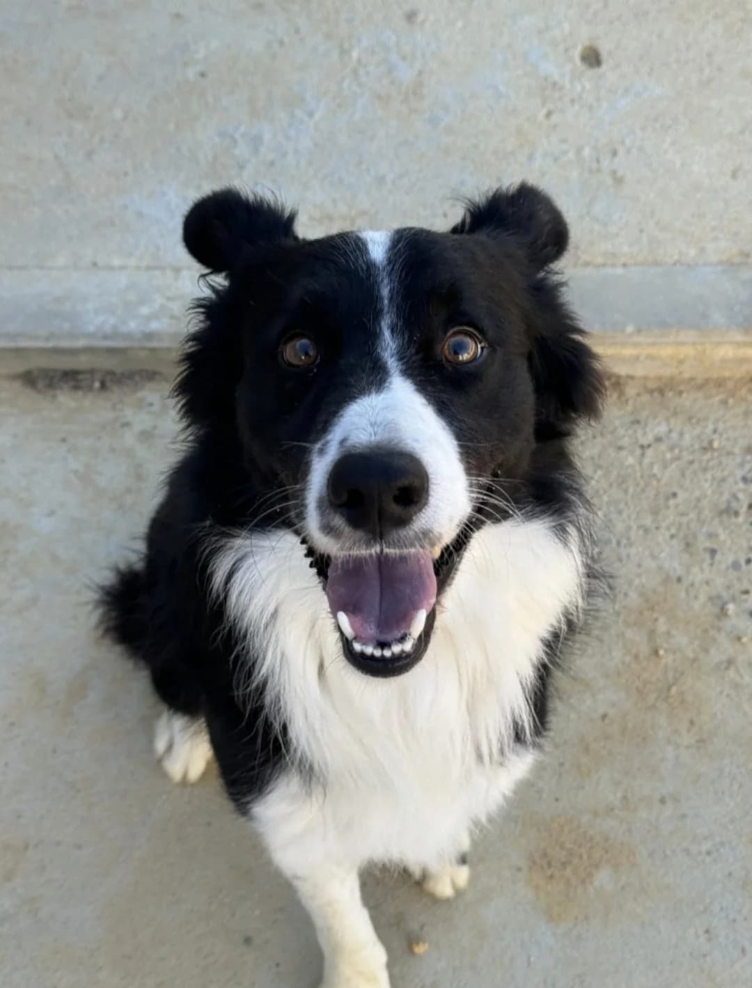 Bambino –, male Mixed Breed for adoption at Tierschutzverein ARCA e.V., Gernsbach