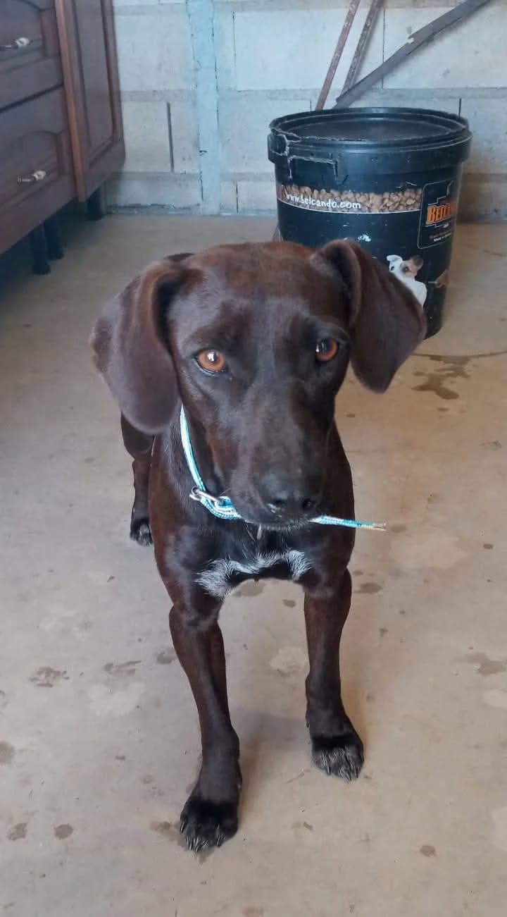 Lea –, female Mixed Breed for adoption at Tierschutzverein ARCA e.V., Gernsbach