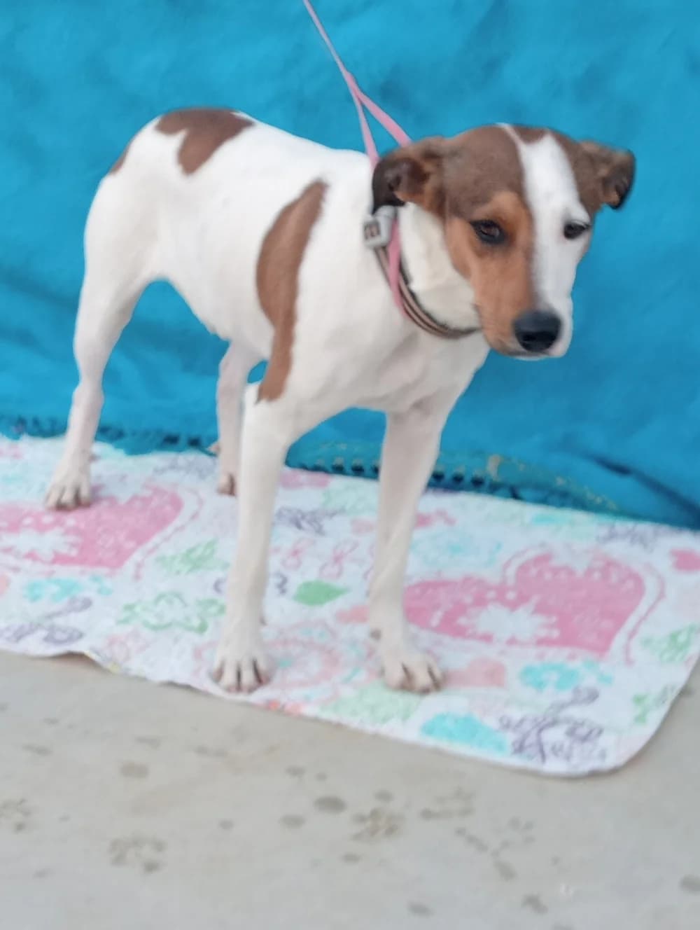 Lorca –, male Mixed Breed for adoption at Tierschutzverein ARCA e.V., Gernsbach