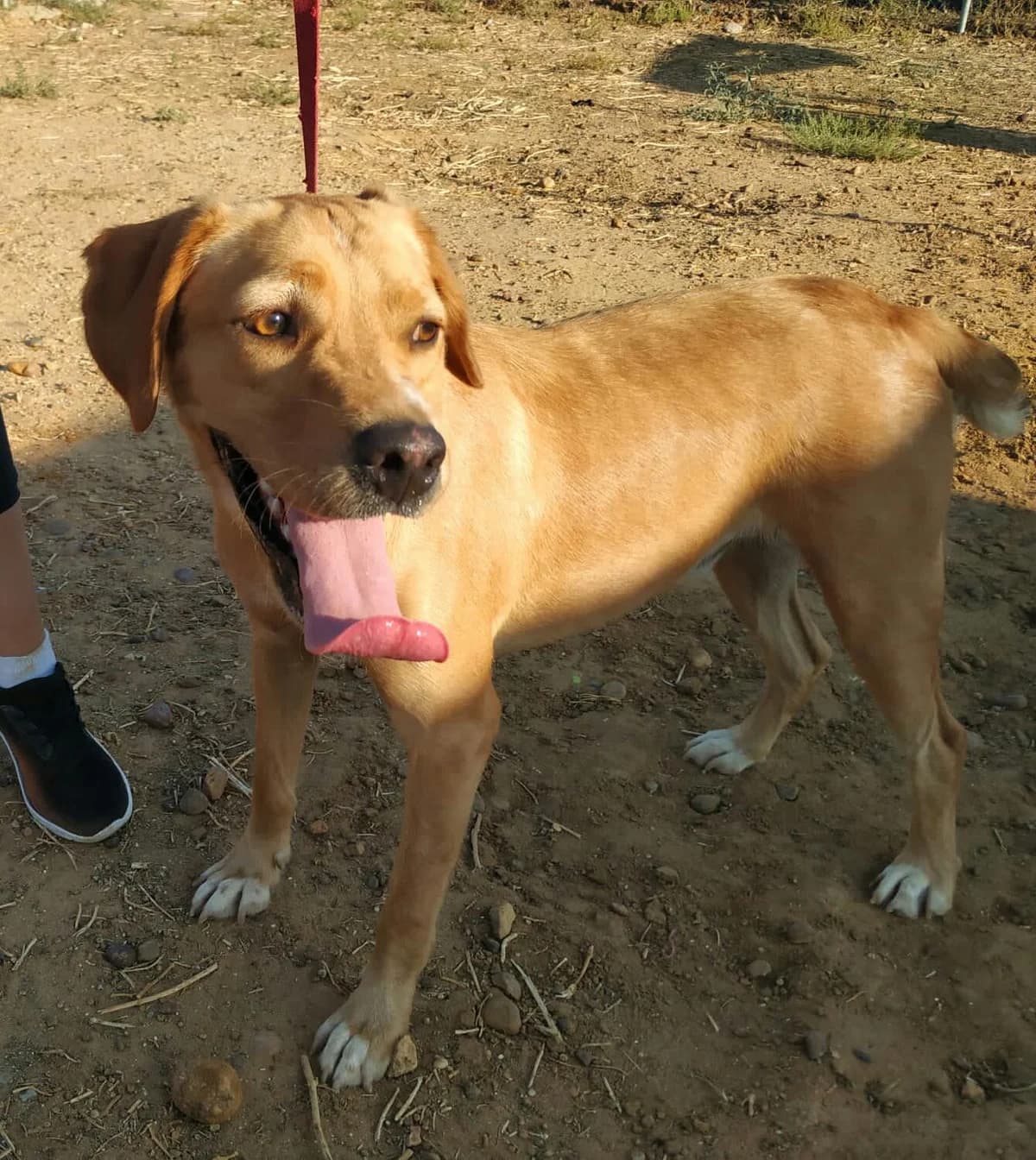 Coke, puppy Mixed Breed for adoption at Tierschutzverein ARCA e.V., Gernsbach