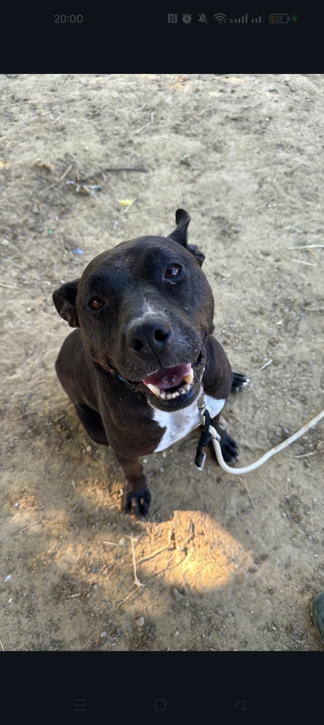Ron, male senior Mixed Breed for adoption at Tierschutzverein ARCA e.V., Gernsbach