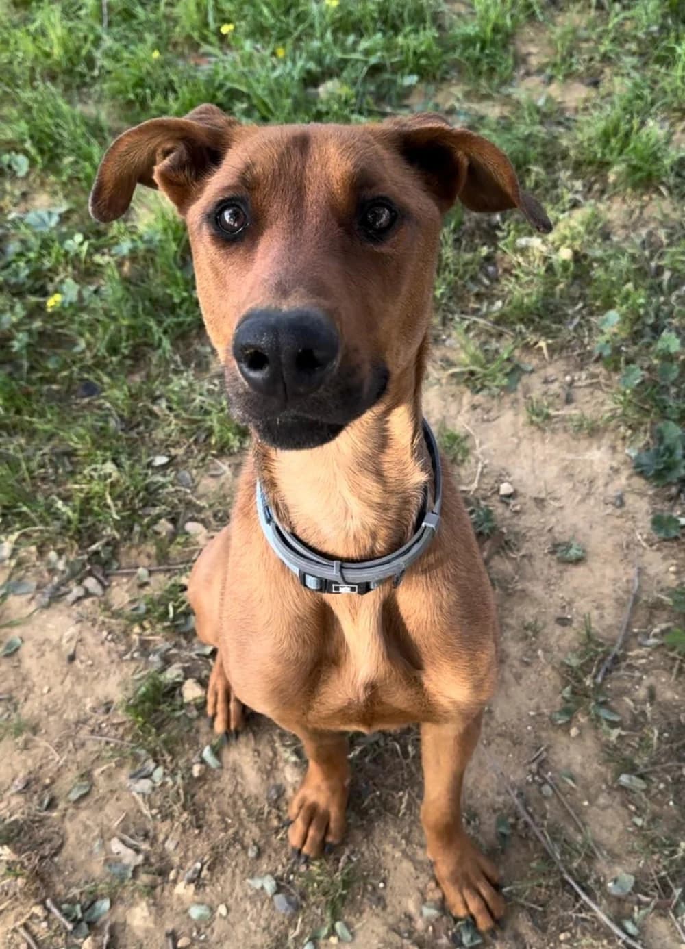 Hulk –, puppy Mixed Breed for adoption at Tierschutzverein ARCA e.V., Gernsbach