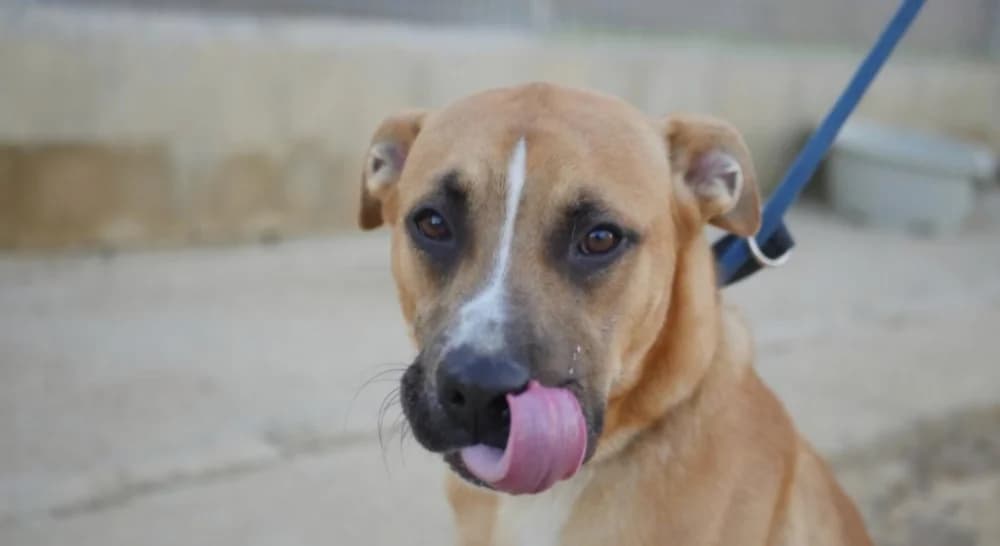 Robe –, male 6yo Mixed Breed for adoption at Tierschutzverein ARCA e.V., Gernsbach