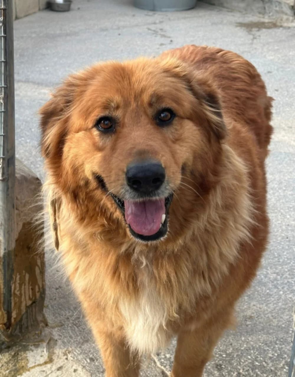 Tigresa –, female young Mixed Breed for adoption at Tierschutzverein ARCA e.V., Gernsbach