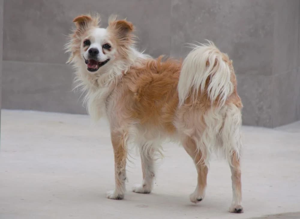 Roland, male young Mixed Breed for adoption at Tierschutzverein ARCA e.V., Gernsbach