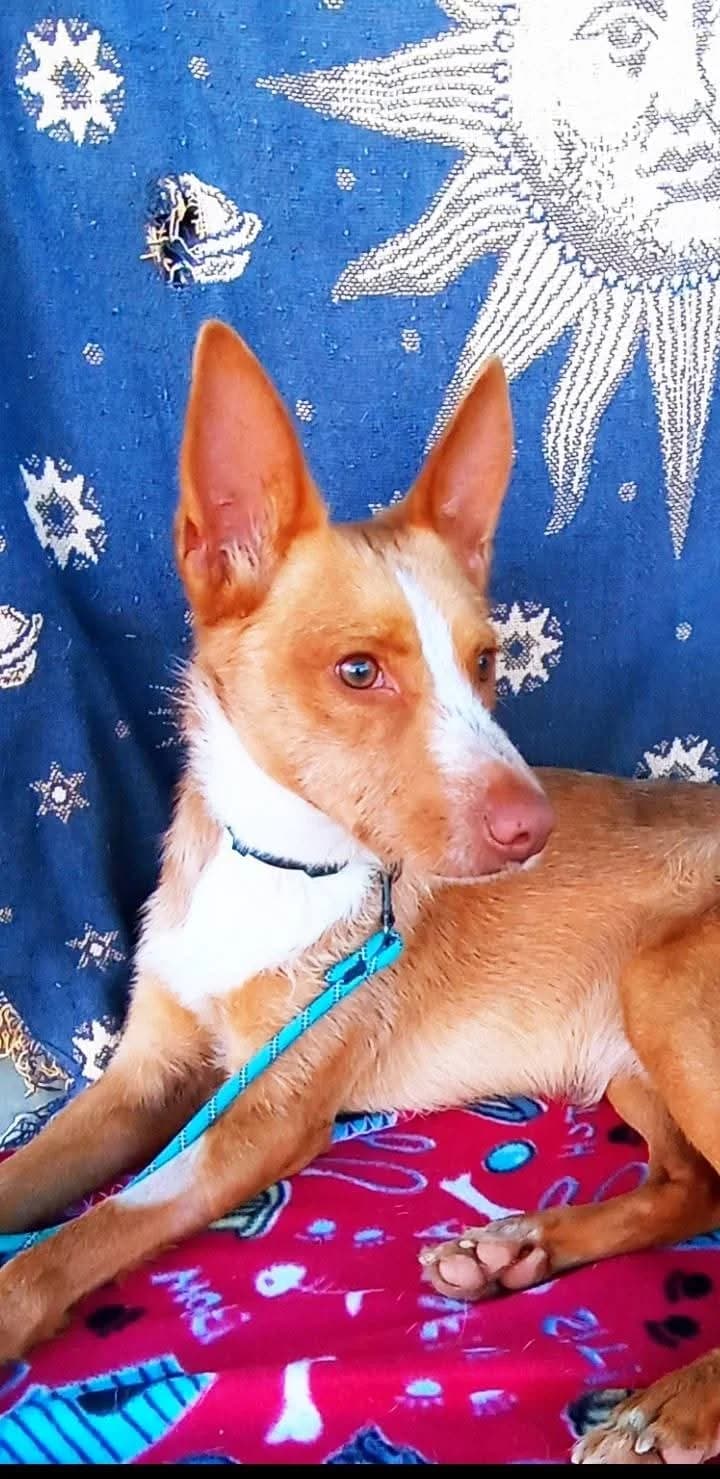 Gandalf –, rot male 3yo Mixed Breed for adoption at Tierschutzverein ARCA e.V., Gernsbach