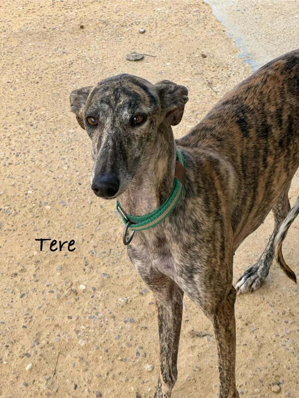 Tere –, Mixed Breed for adoption at Tierschutzverein ARCA e.V., Gernsbach