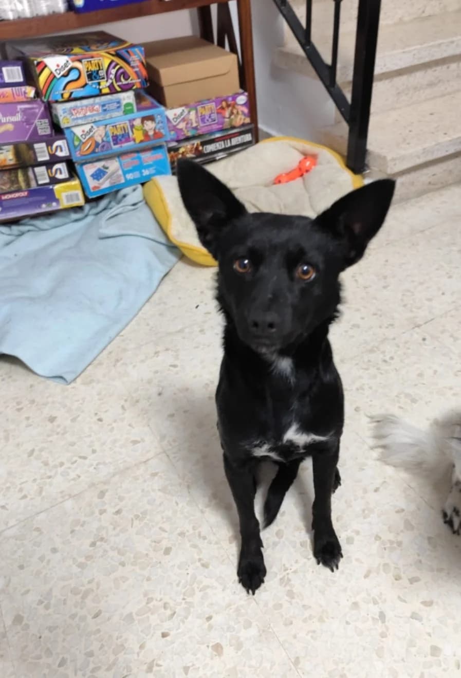 Betty –, female Mixed Breed for adoption at Tierschutzverein ARCA e.V., Gernsbach