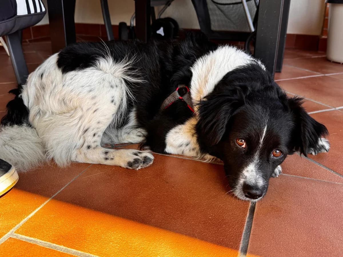 Vilma –, female Mixed Breed for adoption at Tierschutzverein ARCA e.V., Gernsbach