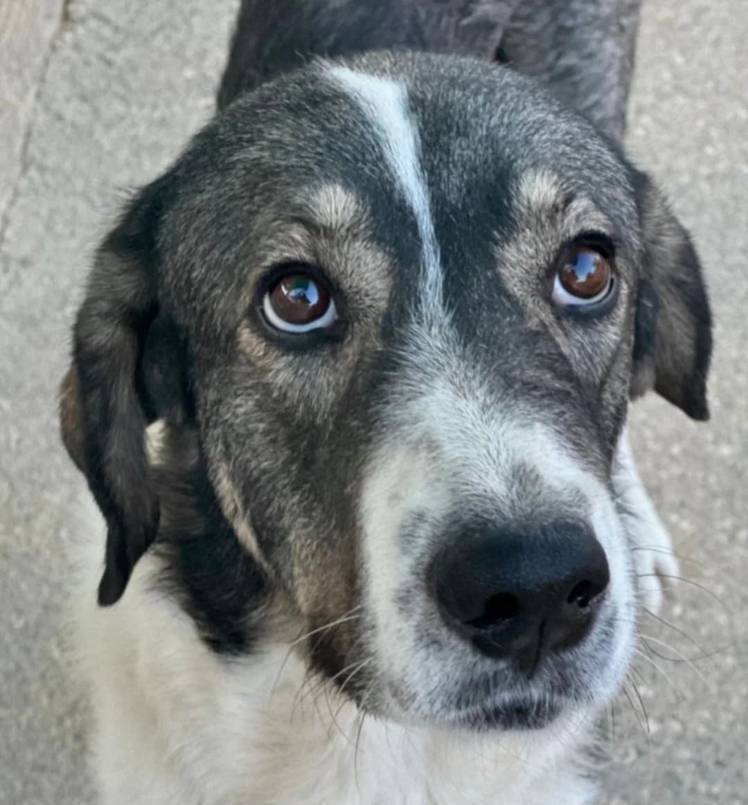 Bruno –, male Mixed Breed for adoption at Tierschutzverein ARCA e.V., Gernsbach