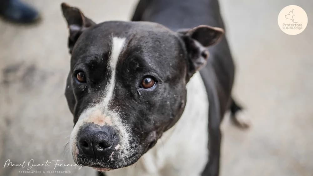 Mami, male 7yo Mixed Breed for adoption at Tierschutzverein ARCA e.V., Gernsbach