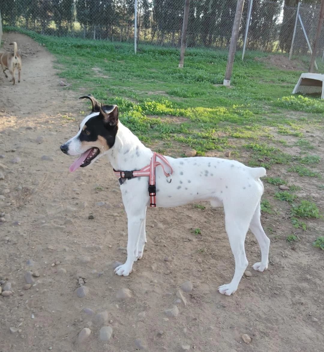 Duke –, tricolor male Mixed Breed for adoption at Tierschutzverein ARCA e.V., Gernsbach