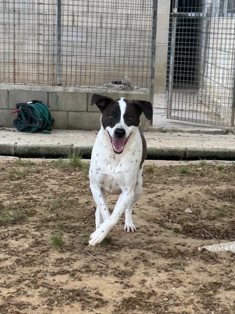Tinky, male 7yo Mixed Breed for adoption at Tierschutzverein ARCA e.V., Gernsbach