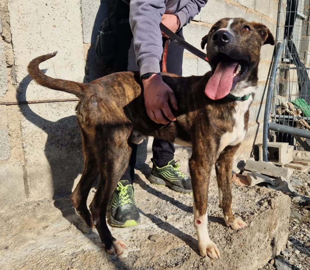 Angel –, male young Mixed Breed for adoption at Tierschutzverein ARCA e.V., Gernsbach